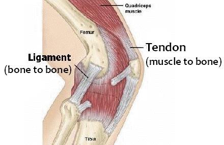 What is a tendon? A strong tissue that connects muscles to bones.
