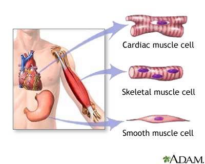 Types of muscles Cardiac involuntary muscle that is found only in the heart Skeletal voluntary muscles that attach to bone.