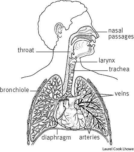 Respiratory System o Parts of the Respiratory System include: Pharynx Larynx Trachea