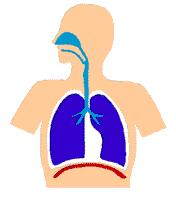 Maintaining Homeostasis The muscular system (diaphragm) interacts with the
