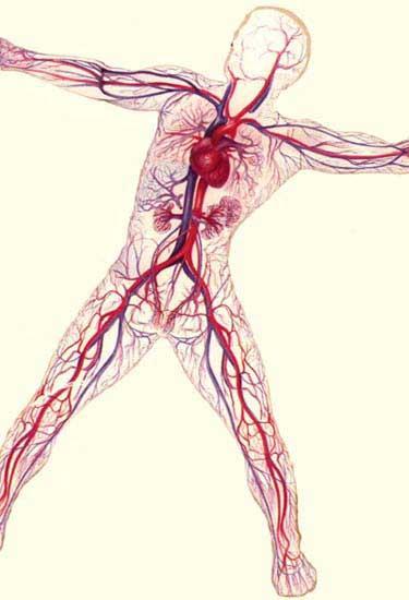 Circulatory System Also called your Cardiovascular System Made up