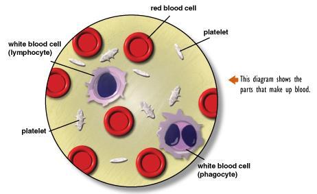 Function of Blood Connects the circulatory system with all other body systems.