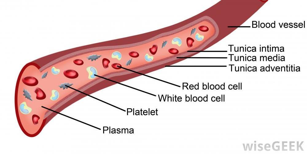 Parts of Blood Red Blood Cells carry oxygen. White Blood Cells fight infections.