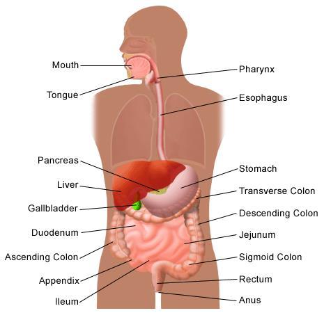 Digestive System http://kidshealth.