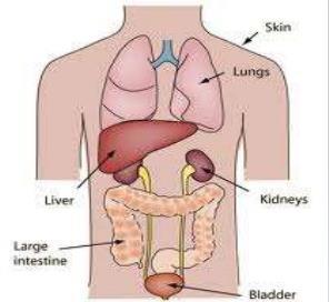 Excretory System Function collects and eliminates wastes from the body and regulates the