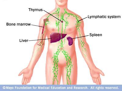 Parts of the Immune System The immune system is