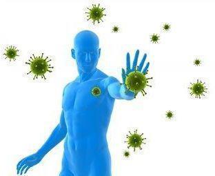 The Immune System and homeostasis The immune system