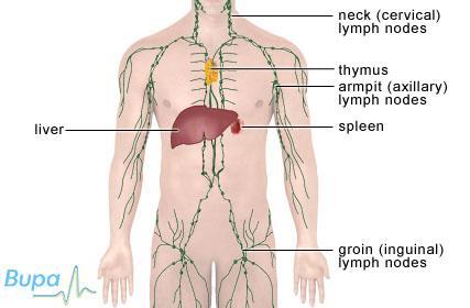 Lymphatic System The Lymphatic System is part of the