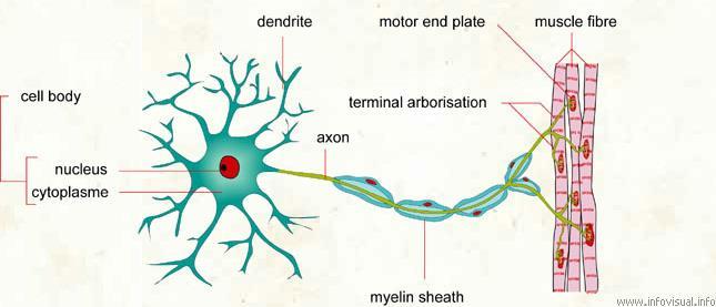 A dendrite receives information from another neuron or from another cell in your body.