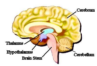 3 parts 3 functions Cerebrum controls memory, language and thought. Cerebellum coordinates voluntary muscle movement and regulates balance and posture.