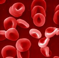 Red blood cells (Erythrocytes) Carry and deliver