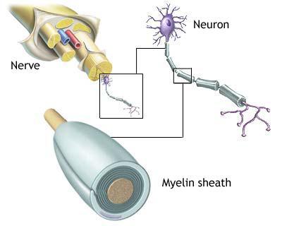 Thalamic Neuron Theory The nervous system does much more than transmit sensory information to the brain or control motor functions.