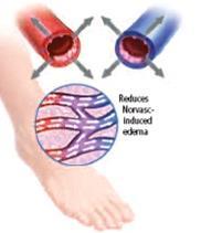 into surrounding tissue Reduces CCB-induced peripheral oedema