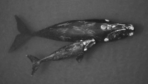 Taxonomic Differences Pop Growth Life history strategies: Mys4cetes Slow Growth Rates: 4 to 10%, perhaps higher ( Best, 1993 ) Bowhead whales 3 4%
