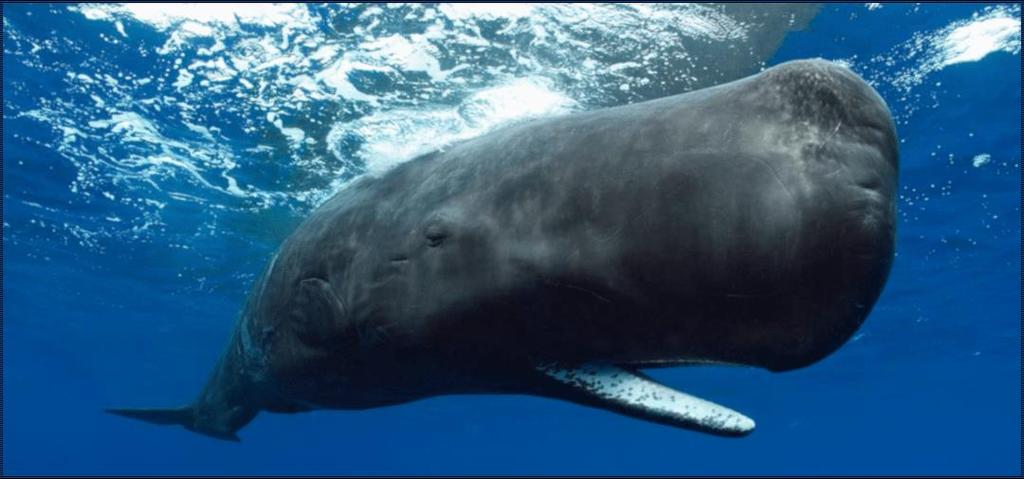 Physeteridae (sperm whale)