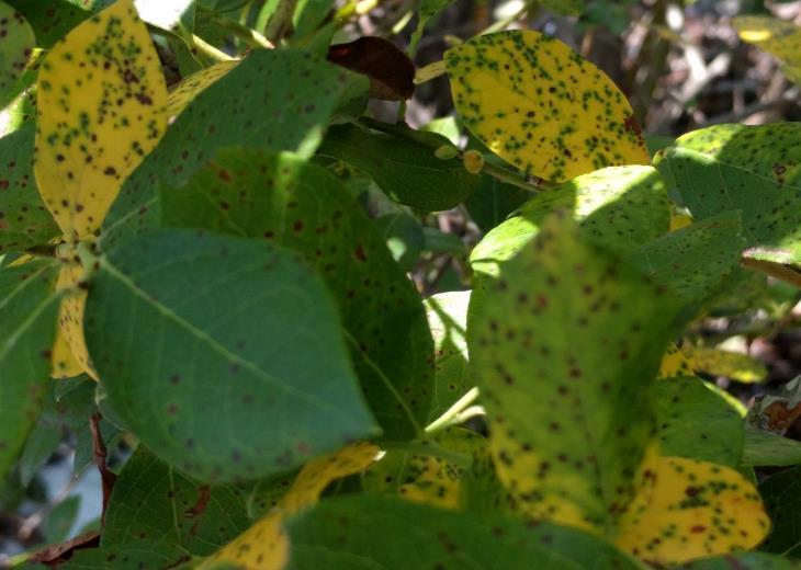 Blueberry rust in the Southeast Traditionally, significant issue in Florida and late-season in south Georgia Alternate host, Hemlock Tsuga sp.; N.