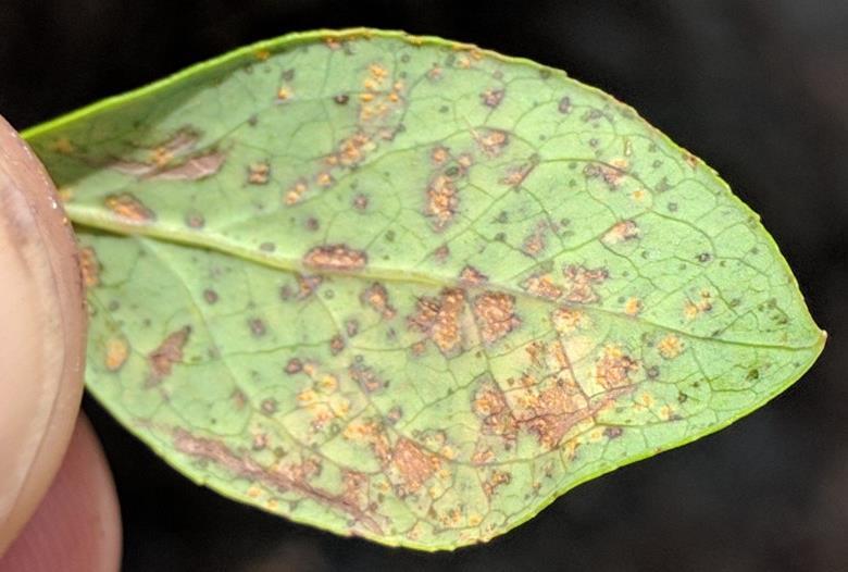 Blueberry rust symptoms - Oblong to