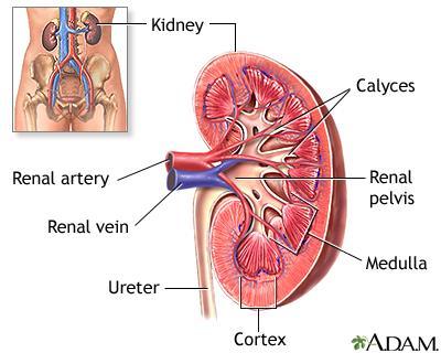 Definitions Cystitis Cyst = bladder Lower urinary tract infection Pyelonephritis Pyelo = pelvis Nephro = kidney Upper urinary tract infection http://printer-friendly.