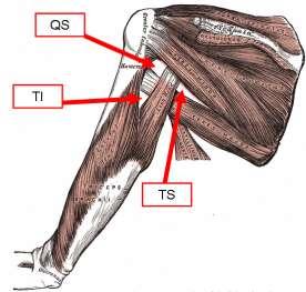 triangle of the neck and becomes the axillary artery at the outer border of the first rib. The axillary artery is divided into three parts by the pectoralis minor muscle.