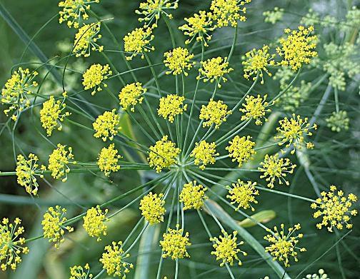COSMETIC PROPERTIES Antioxidant activity A bioguided isolation of an aqueous extract of fennel led to the isolation of 12 major phenolic compounds.