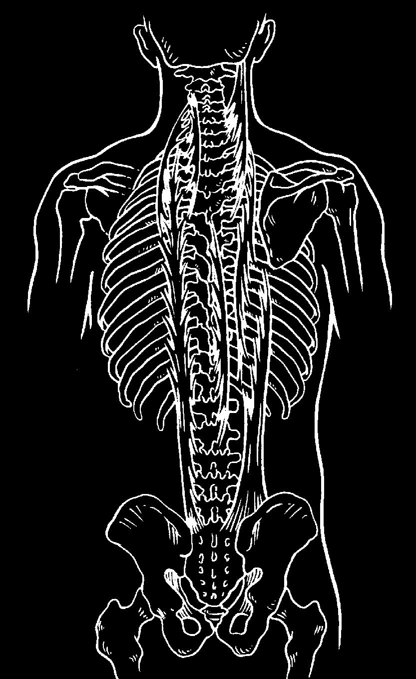 Basic Anatomy and Movement Chapter 2 (Superficial layer) Spinalis cervicis Longissimus cervicis Longissimus capatis (Deep layer) Semispinalis capitis Semispinalis cervicis Figure 2-22 Extensor