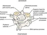 Atypical Vertebrae C1 (atlas): no body, pedicles, or laminae C2 (axis): thick, strongly bifurcated spinous process; contains odontoid process or dens C7 (vertebral prominens): long spinous process