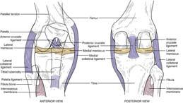 Major Joints of the Body Knee Joint Gliding Intervertebral facet Atlantooccipital Temporomandibular Acromioclavicular Sternoclavicular Intercarpal Carpometacarpal Gliding, cont.