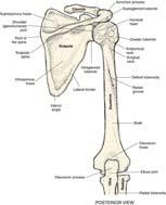 articulates with scapula at shoulder Distal end articulates with radius and ulna at the elbow