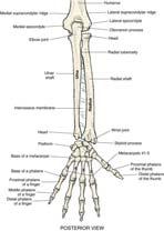 with a carpal bone at its distal end Radius is lateral forearm bone; rotates over the ulna