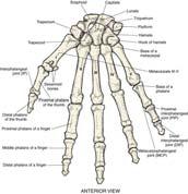 radius and ulna (2) Carpals (8): two rows of four bones Metacarpals (5): distal ends form knuckles and number I through V Phalanges (14): each finger has three, each thumb has two 15 16