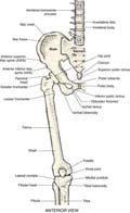 Pelvic Girdle Pelvic girdle also known as os coxa, coxal bones, hip bones, or innominate bones Each bone made up of three fused embryonic bones: ilium, ischium, and pubis Acetabulum: provides a deep