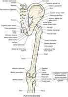superior iliac spine (ASIS) Anterior inferior iliac spine (AIIS) Posterior superior iliac spine (PSIS) Posterior inferior iliac spine (PIIS) Anterior gluteal line Posterior gluteal line Greater