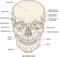 Cranial Bones Cranial Bones Cranial vault: Contains 8 bones