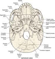Cranial Bones Cranial Sutures Sagittal suture: between the two parietal bones Coronal suture: between the frontal bone and the parietal bones Lambdoidal suture: between the parietal bones and the