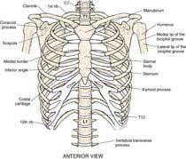 Thorax: Sternum & Ribs Thorax: Sternum & Ribs Sternum Also known as breastbone