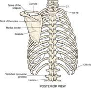 xiphoid process Ribs Consist of 24 individual bones (12 pairs) True ribs (7 pairs),