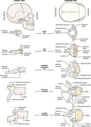 for functional upright posture 45 46 Parts of a Typical Vertebra Vertebral