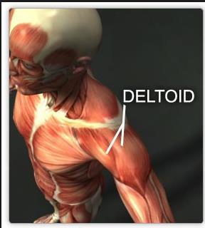 entire middle deltoid origin and portion of the posterior deltoid origin