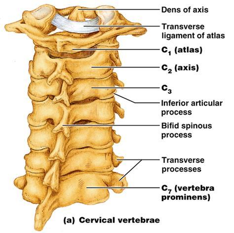 Typical Vertebrae* (Study this before the other vertebras!) 10.