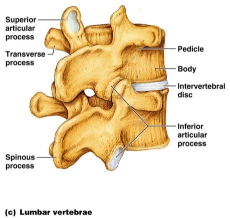 15 articular process articular facet transverse foramen body vertebral foramen spinous process Differentiating Vertebrae: Atlas Think