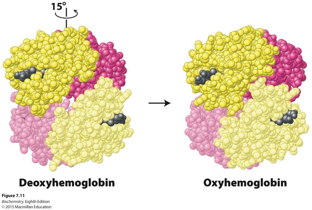Cooperativity of oxygen binding The quaternary structure of deoxyhemoglobin is referred to as the T state, while that of oxyhemoglobin is the R state.