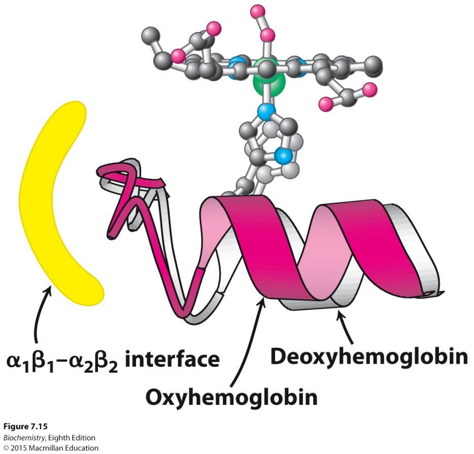Structural bases for the cooperativity The transition from deoxyhemoglobin (T state) to oxyhemoglobin (R state) occurs upon oxygen binding.