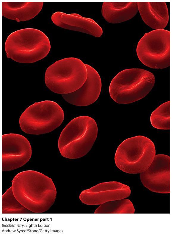 Hemoglobin is a red blood cell protein that transports oxygen from the lungs to the tissues.