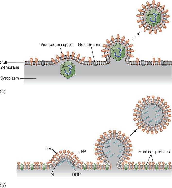 Virus envelopes Viral envelopes are obtained by a process called budding Viral glycoproteins