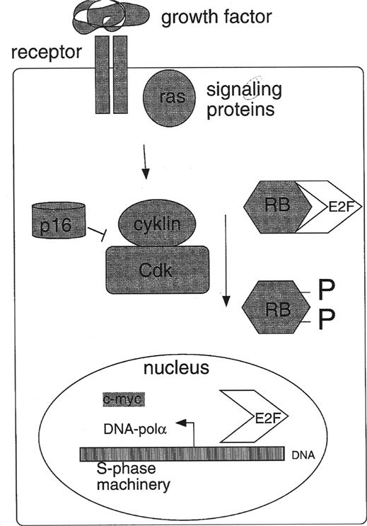22 mutations in the very key cell cycle regulatory proteins such as overproduction of cyclin D1 or cdk 4 or inactivation of the cki p16.