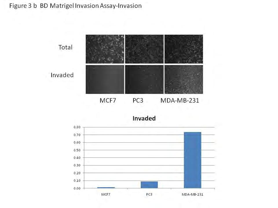 Figure 3 b BD Matrigel lnvasion Assay-Invasion Total Invaded MCF7 PC3