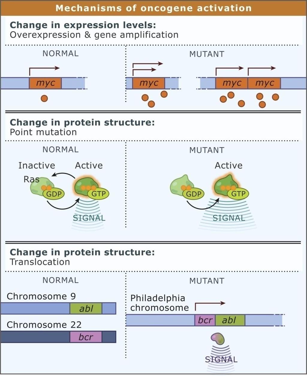 Mechanisms of Oncogene Activation 1.