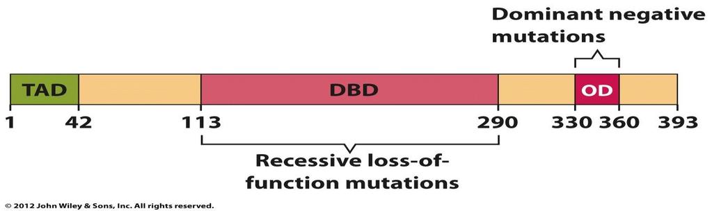 P53 is a Transcription Factor Most mutations in that inactivate p53 are in the DNAbinding domain (DBD) and impair its ability to bind enhancer sequences in its target