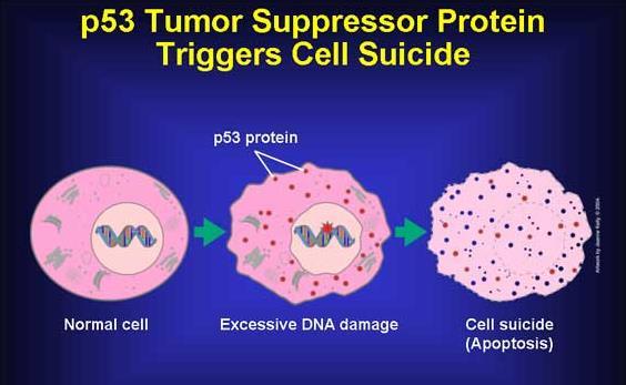 P53 Regulates Cell Cycle and Apoptosis The p53 tumor suppressor protein is encoded by the TP53 gene (53 KDa).