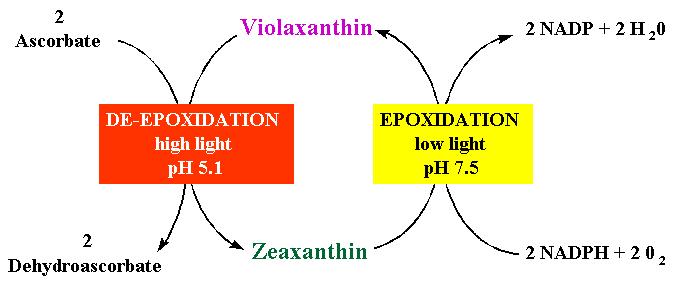 To avoid occurrence of photooxidative damage in response to excess light energy, thylakoid membranes has a protective mechanism by which